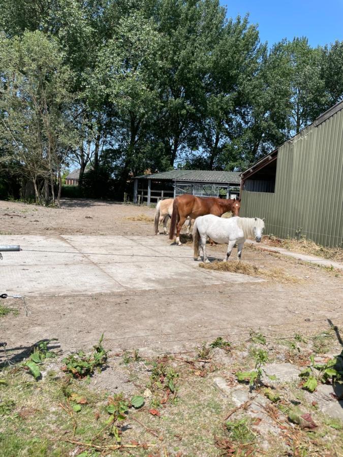 The Horse Farm Bed and Breakfast Garnwerd Εξωτερικό φωτογραφία